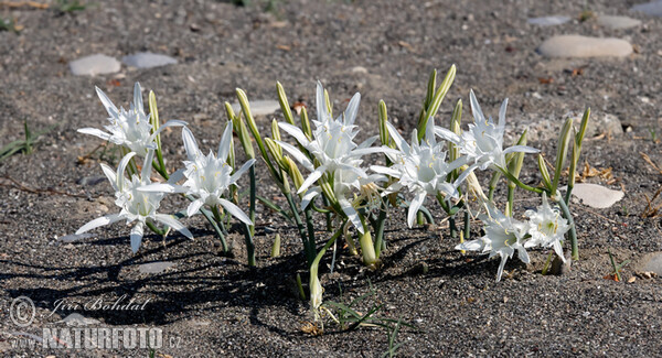 Strandlilie (Pancratium maritimum)