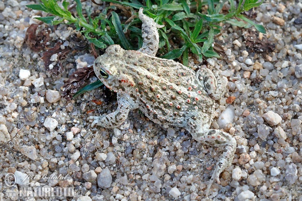 Strandtudse (Epidalea calamita)