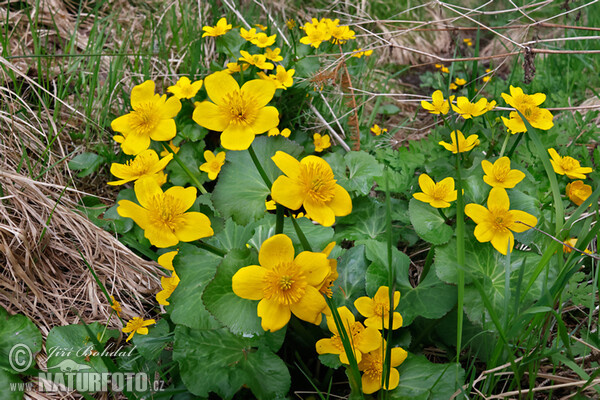 Sumpfdotterblume (Caltha palustris)