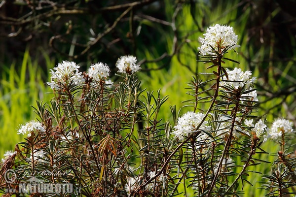 Sumporst (Ledum palustre)