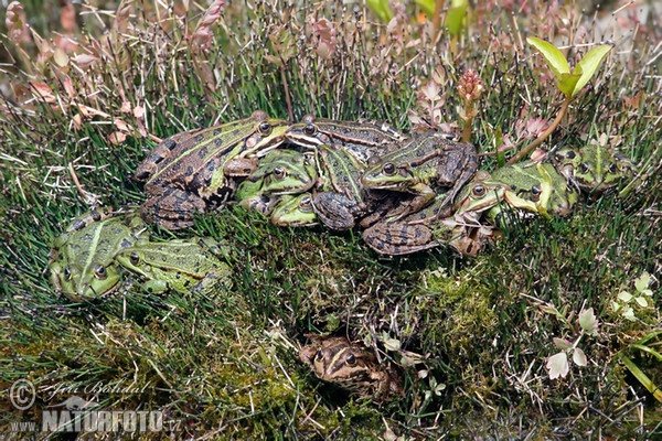 Teichfrosch (Rana esculenta)