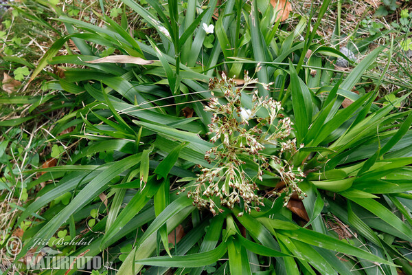 Wald Hainsimse (Luzula sylvatica)