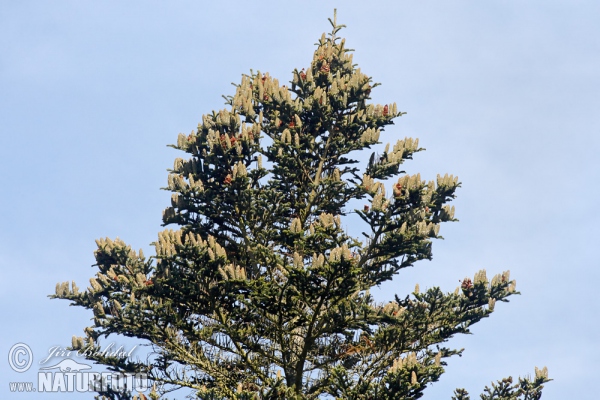 Weiß-Tanne (Abies alba)