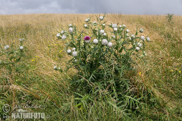 Wollköpfige Kratzdistel (Cirsium eriophorum)