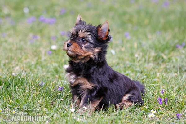 Yorkshire Terrier (Canis lupus familiaris)