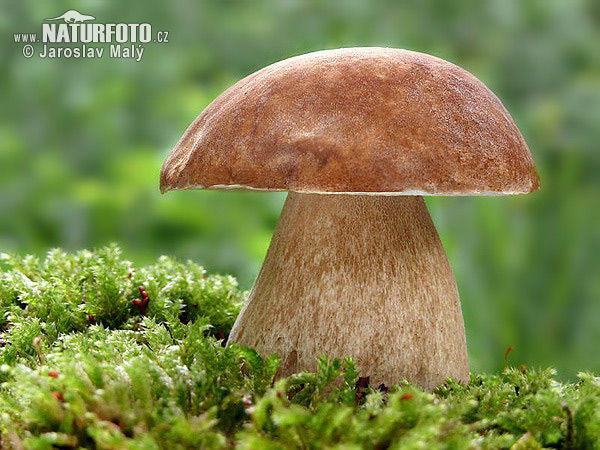 http://www.naturfoto-cz.de/bilder/maly/sommer-steinpilz-167.jpg