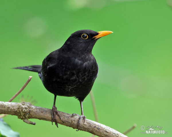 Amsel (Turdus merula)