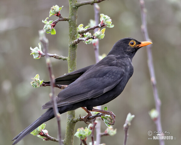 Amsel (Turdus merula)