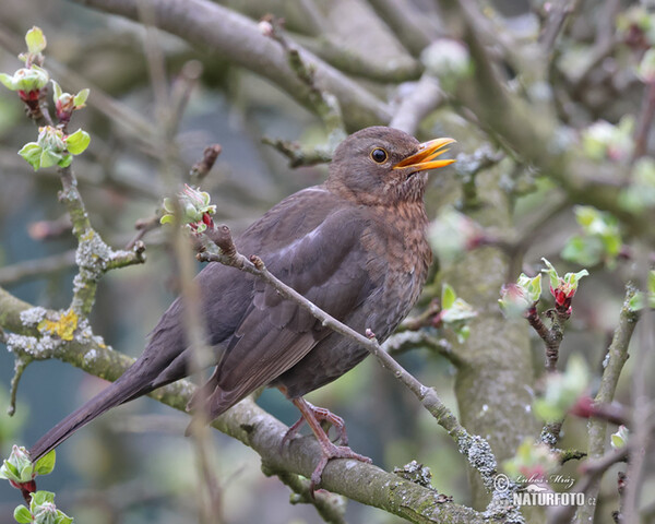 Amsel (Turdus merula)