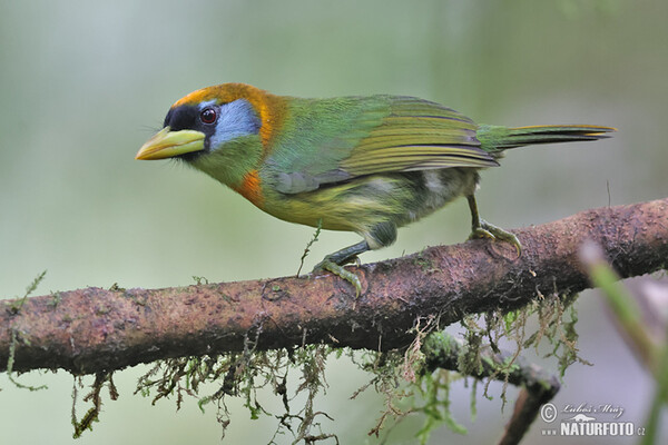 Andenbartvogel (Eubucco bourcierii)