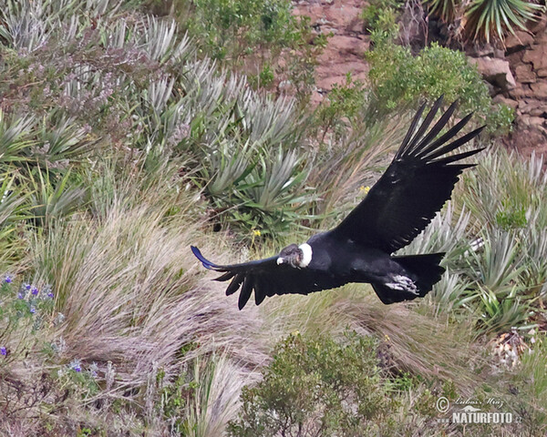 Andenkondor (Vultur gryphus)