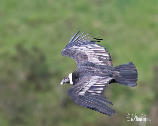 Andenkondor (Vultur gryphus)