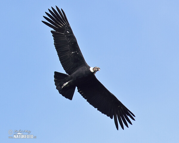 Andenkondor (Vultur gryphus)