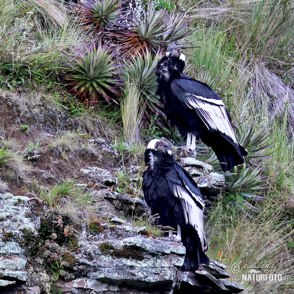 Andenkondor (Vultur gryphus)