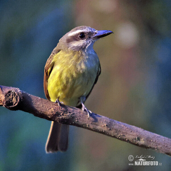 Andenmaskentyrann (Myiodynastes chrysocephalus)