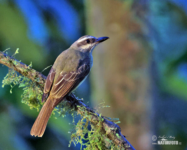 Andenmaskentyrann (Myiodynastes chrysocephalus)