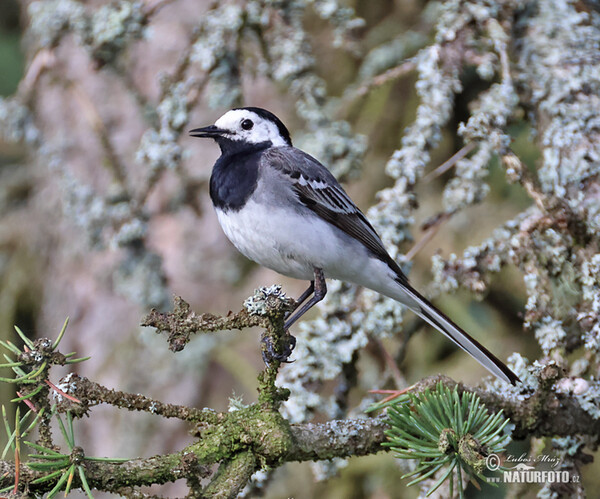 Bachstelze (Motacilla alba)