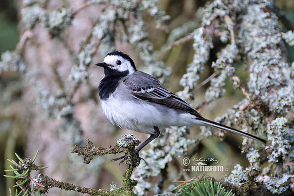 Bachstelze (Motacilla alba)