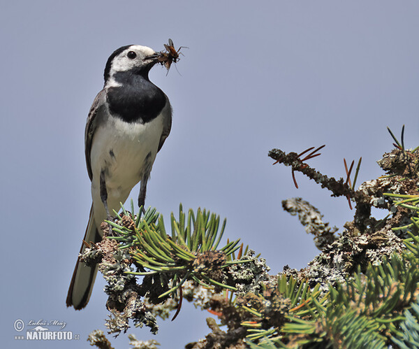 Bachstelze (Motacilla alba)