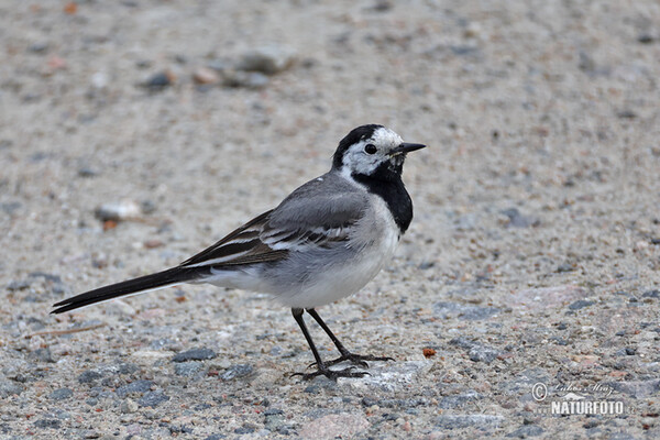 Bachstelze (Motacilla alba)