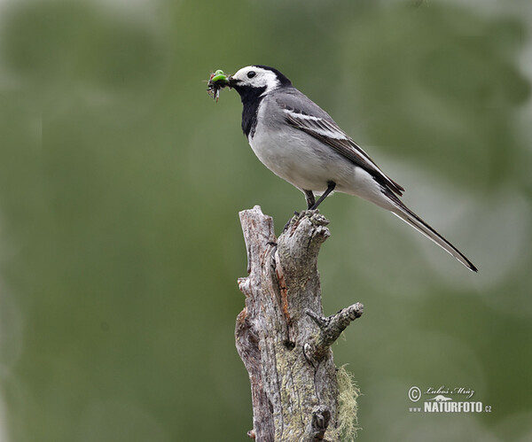 Bachstelze (Motacilla alba)