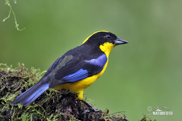 Blauschwingen-Bergtangare (Anisognathus somptuosus)