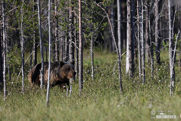 Braunbär (Ursus arctos)