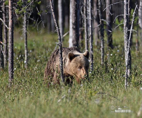 Braunbär (Ursus arctos)