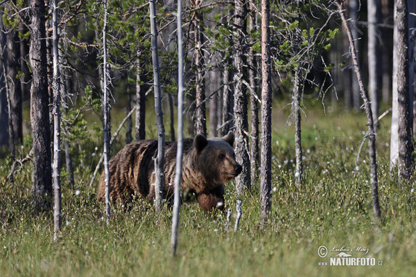 Braunbär (Ursus arctos)