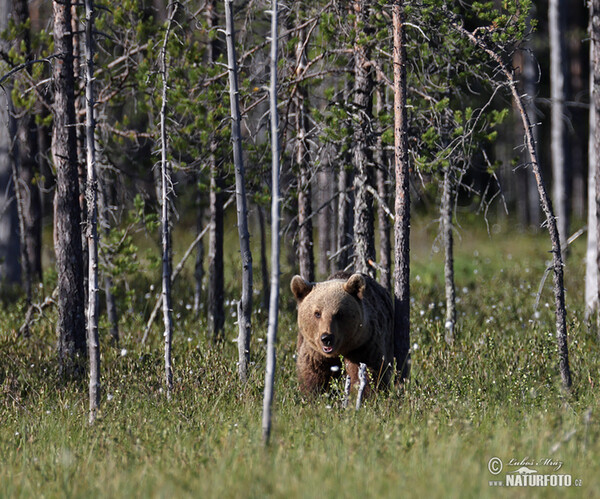 Braunbär (Ursus arctos)