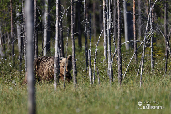 Braunbär (Ursus arctos)