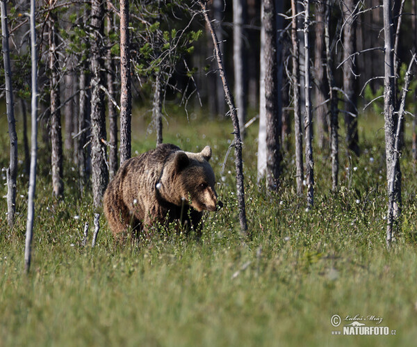 Braunbär (Ursus arctos)