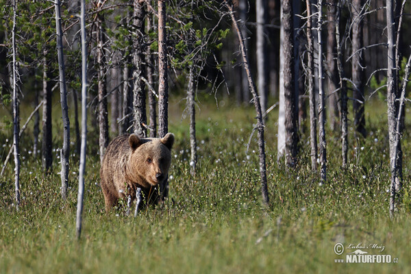 Braunbär (Ursus arctos)