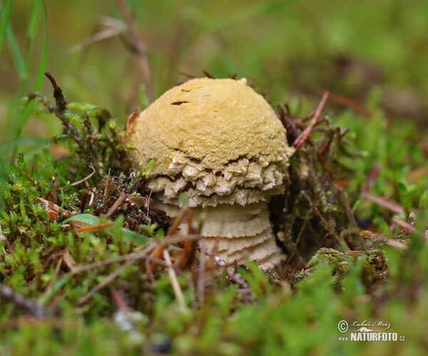 Brauner Fliegenpilz (Amanita regalis)