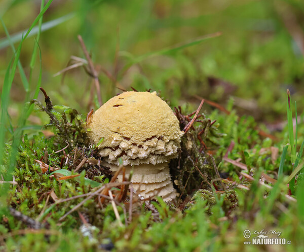 Brauner Fliegenpilz (Amanita regalis)