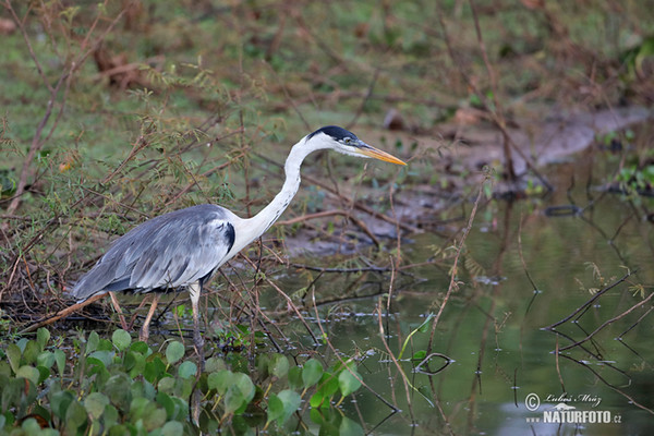 Cocoihejre (Ardea cocoi)