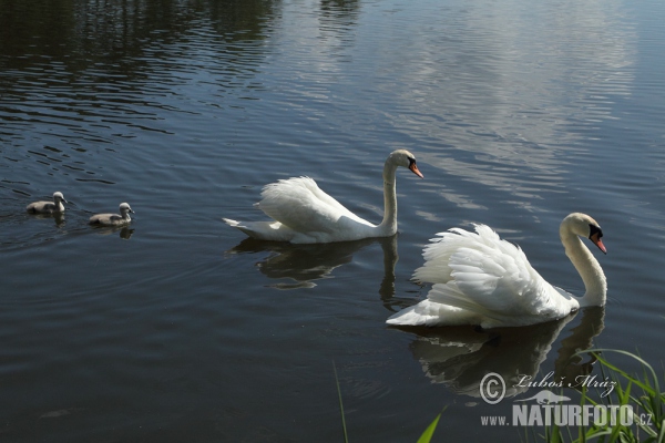 Der Höckerschwan (Cygnus olor)