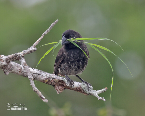 Dickschnabel-Darwinfink (Platyspiza crassirostris)