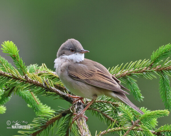 Dorngrasmücke (Sylvia communis)