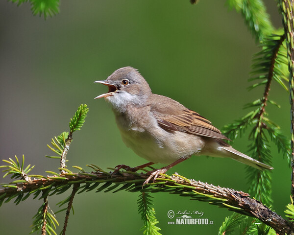 Dorngrasmücke (Sylvia communis)