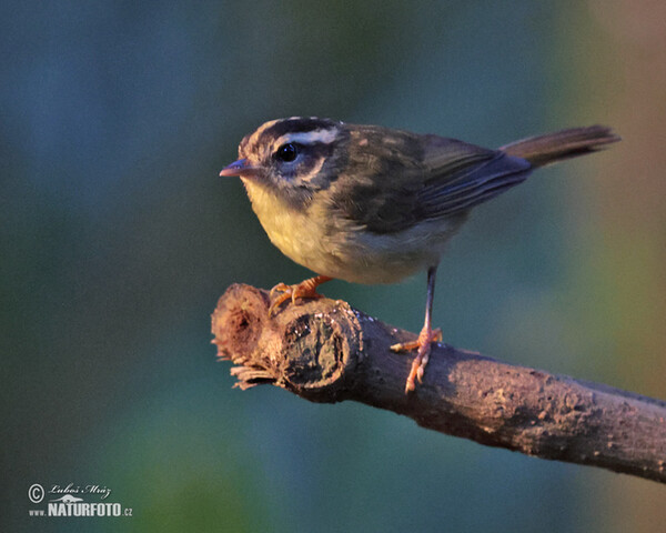 Dreistreifen-Waldsänger (Basileuterus tristriatus)