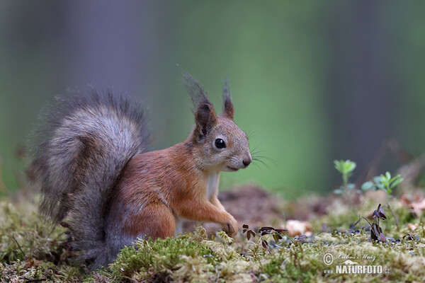 Eichhörnchen (Sciurus vulgaris)