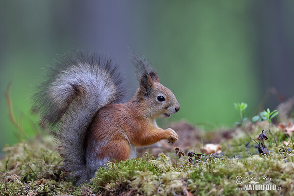 Eichhörnchen (Sciurus vulgaris)