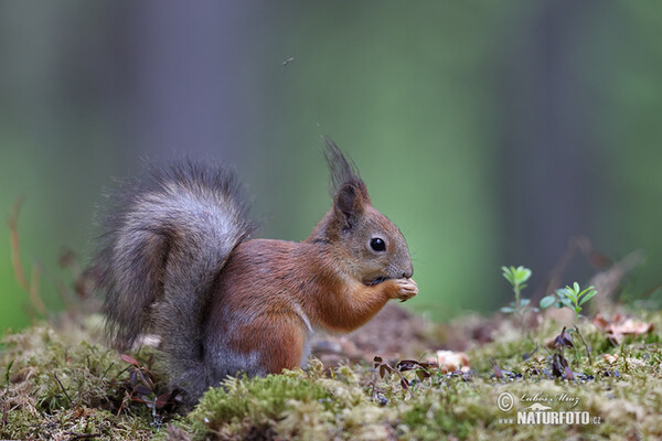 Eichhörnchen (Sciurus vulgaris)