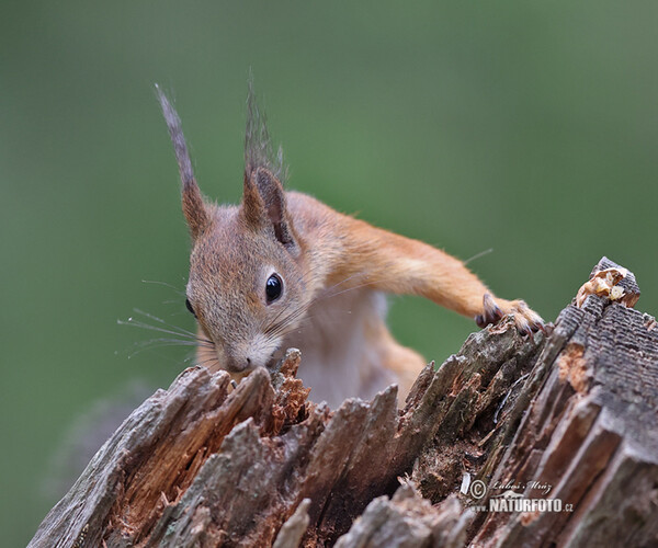 Eichhörnchen (Sciurus vulgaris)