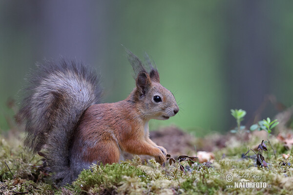 Eichhörnchen (Sciurus vulgaris)