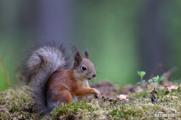 Eichhörnchen (Sciurus vulgaris)