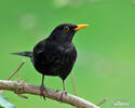 Amsel