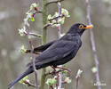 Amsel