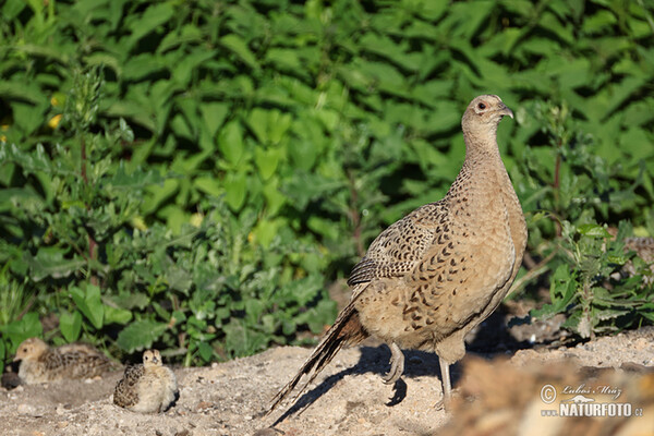 Fasan (Phasianus colchicus)